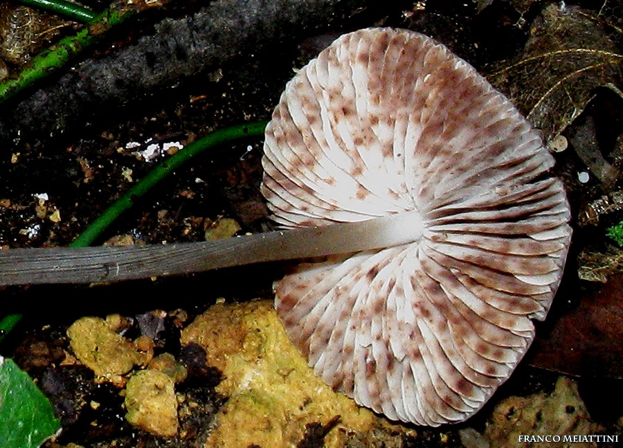 Mycena polygramma